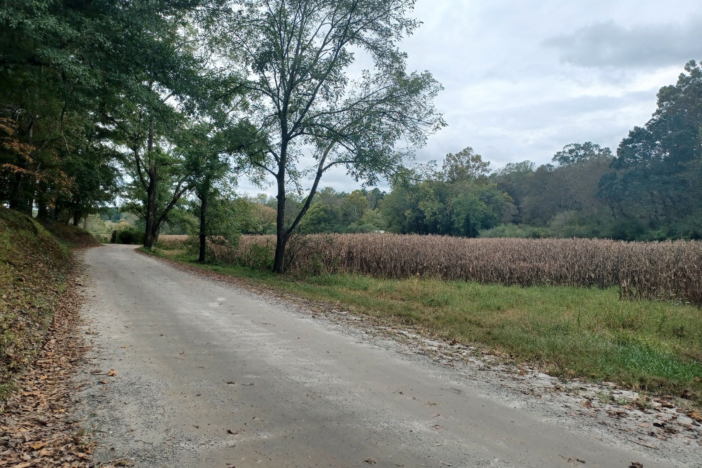 Dirt road along a cornfield and tree line in rural Georgia