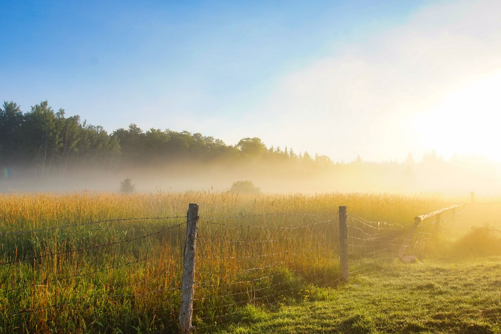 Morning fog over an unmowed field and fence post (video review by Terri Kuenstler)