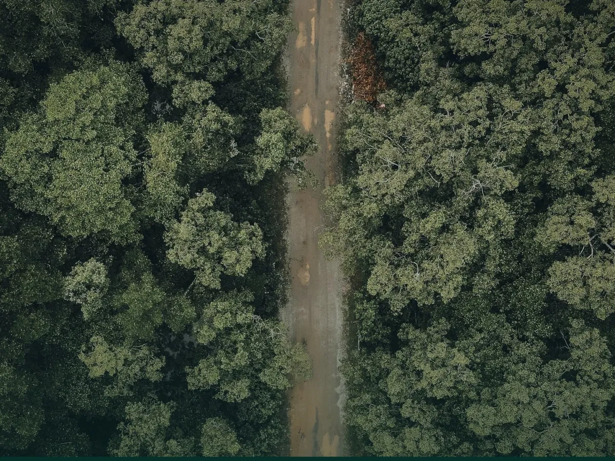 Aerial view of a dirt road through dense forest