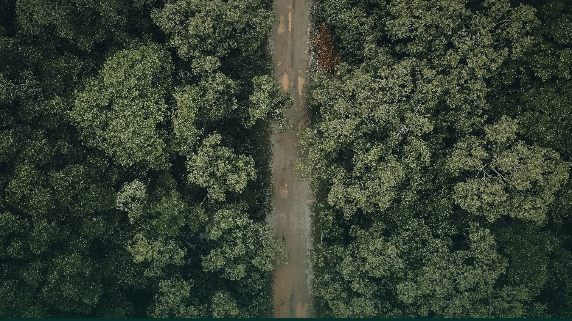 Aerial view of a dirt road through dense forest